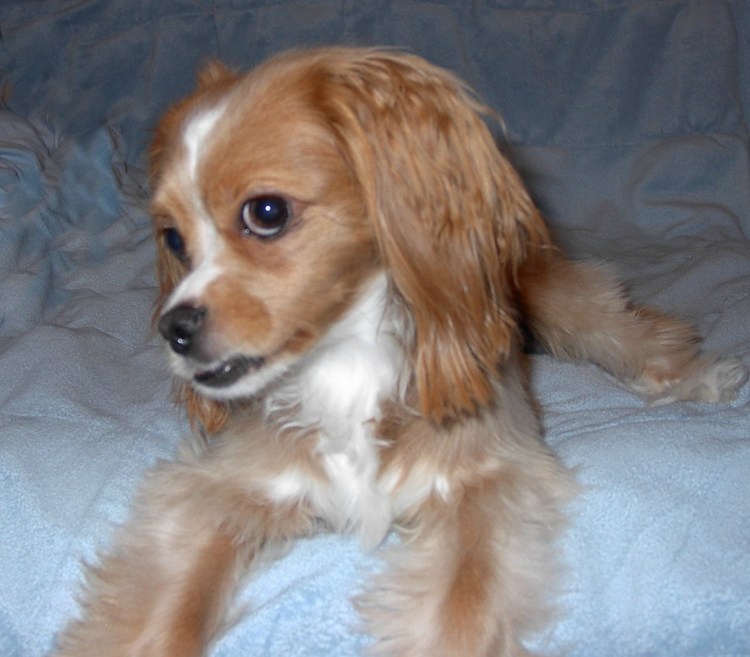 Кокер спаниель Папильоны