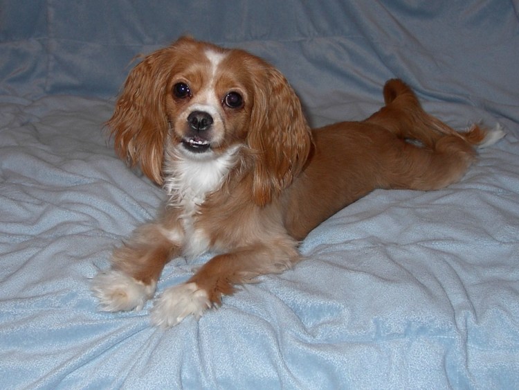 Chihuahua Cocker Spaniel Mix
