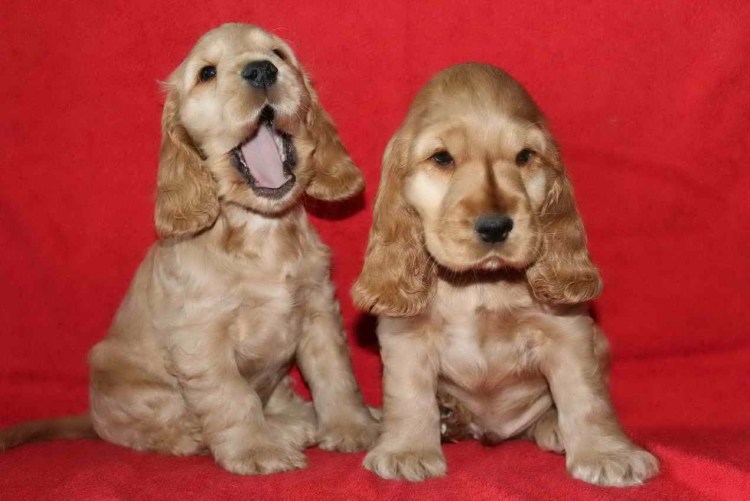 Американскикокер спаниель