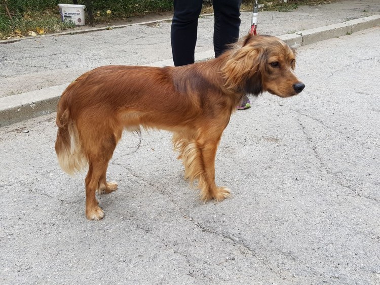 Метис кокера