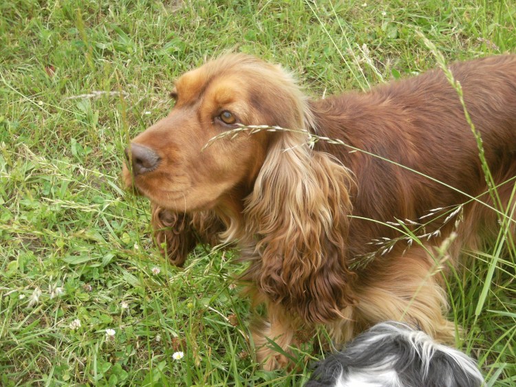 Кинг Чарльз спаниель рубиновый