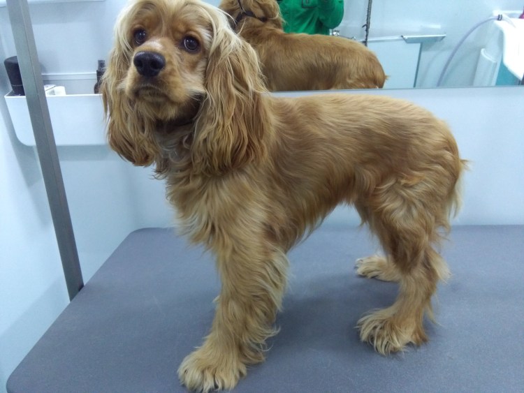 Американский кокер спаниель стриженный