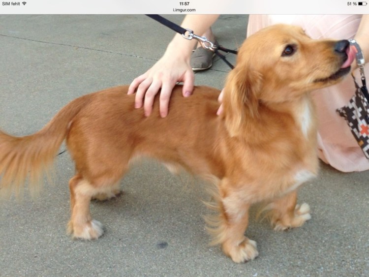 Такса и золотистый ретривер