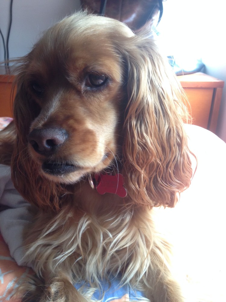 Метис кокер спаниеля