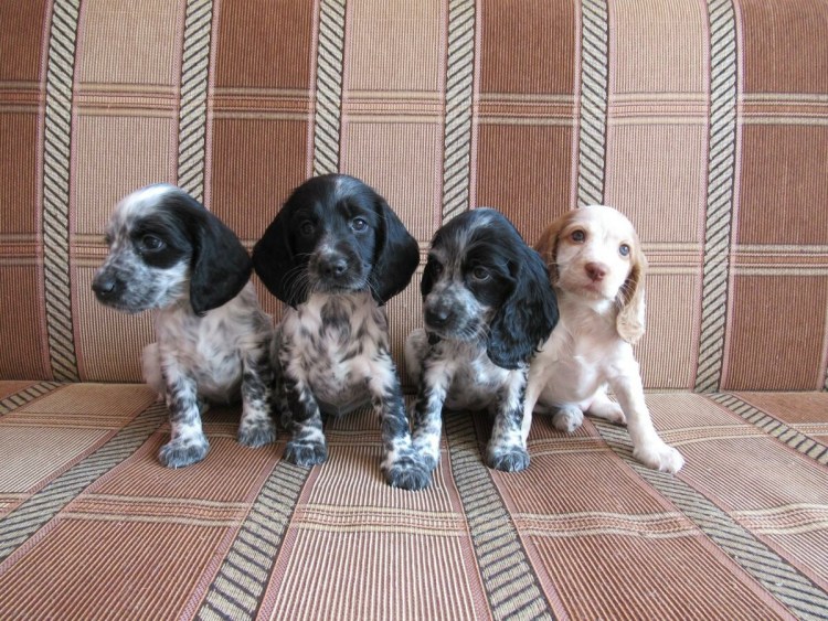 Русский охотничий спаниель щенки