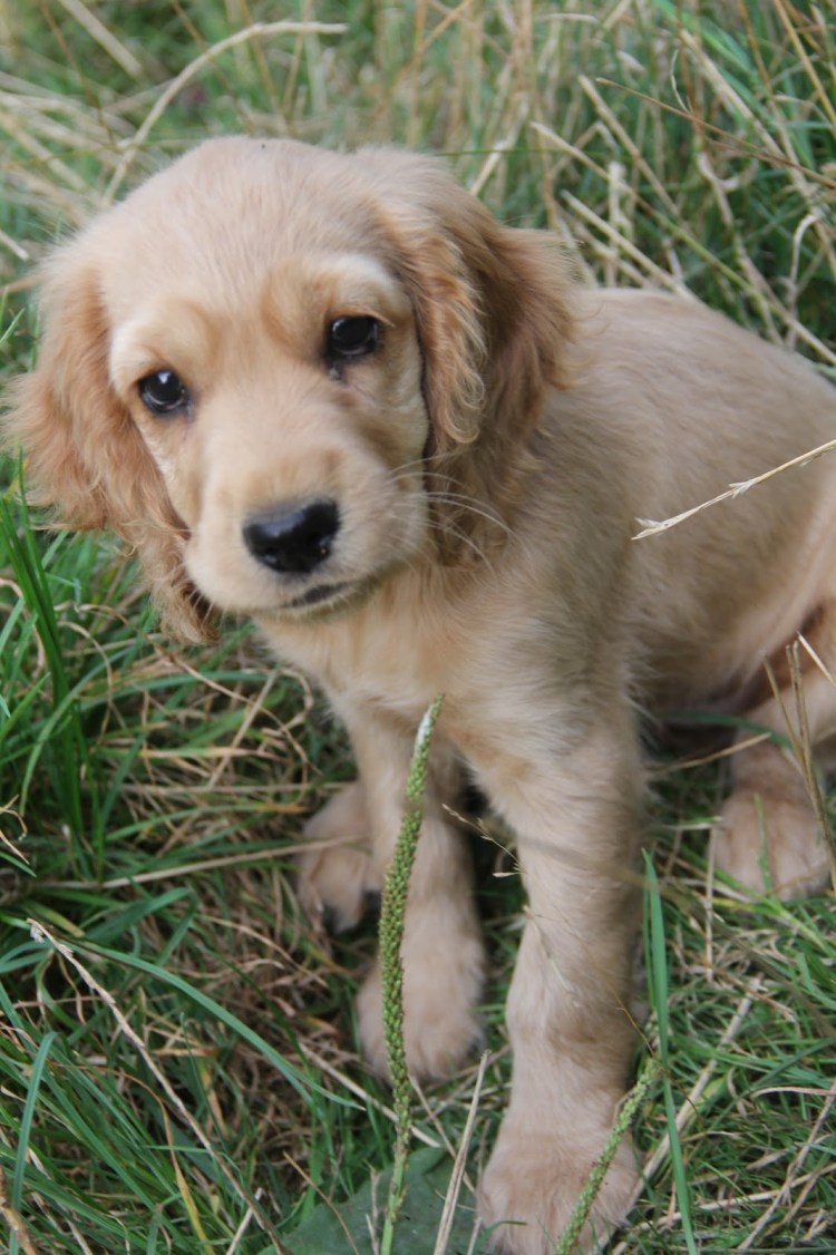 Метис кокер спаниеля