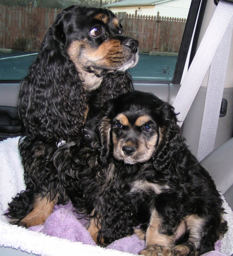 Метис американского кокер спаниеля