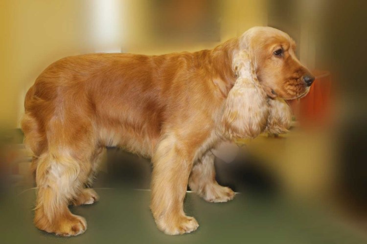 Груминг кокер спаниеля