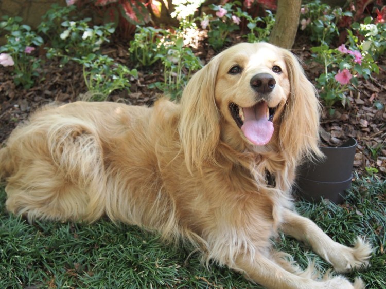 Голден кокер спаниель