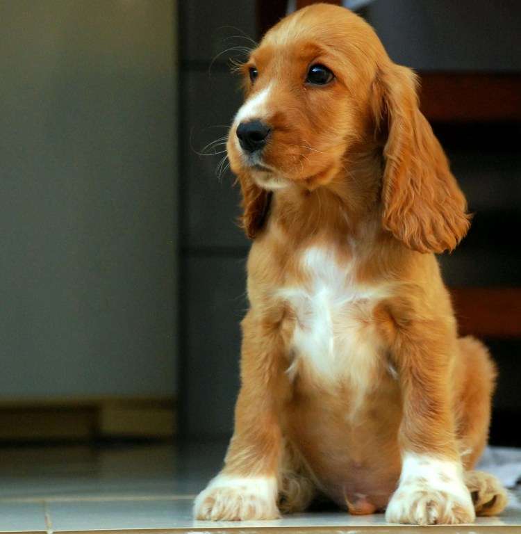 Кокер спаниель гладкошерстный