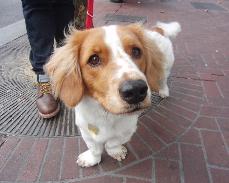 Корги спаниель