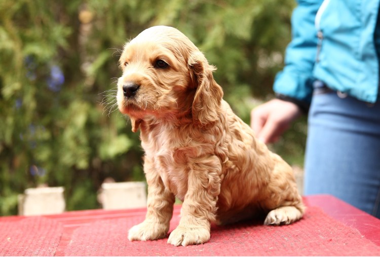 Английский кокер-спаниель