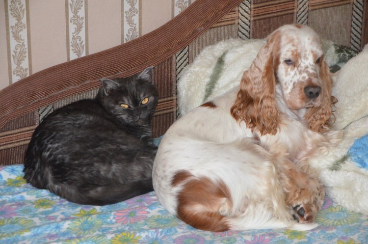 Спаниель кокер русский и американский