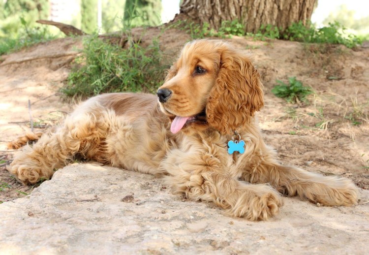 Английский кокер-спаниель