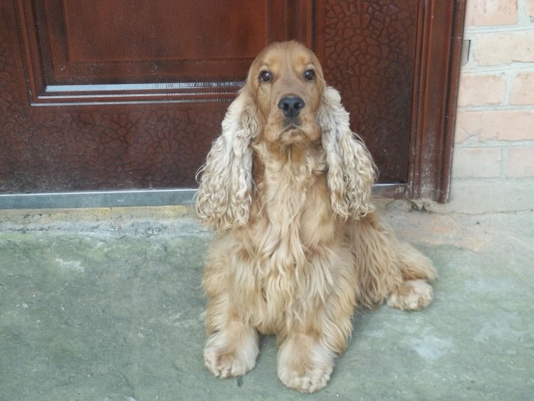 Кокер спаниель 9 месяцев