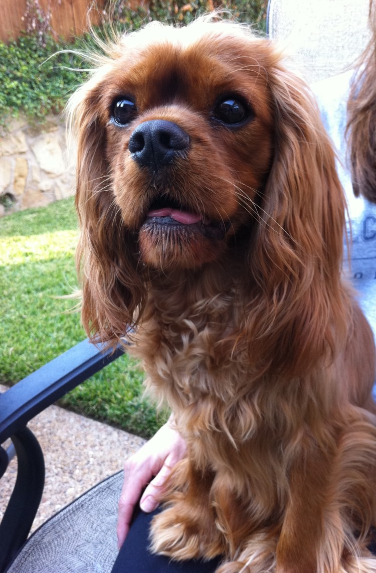 Английский кокер спаниель высота в холке