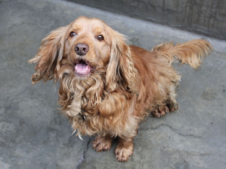 Кокер спаниель персиковый