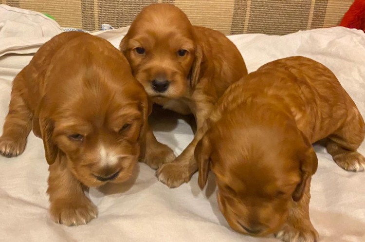 Щенки кокер спаниель обнимает