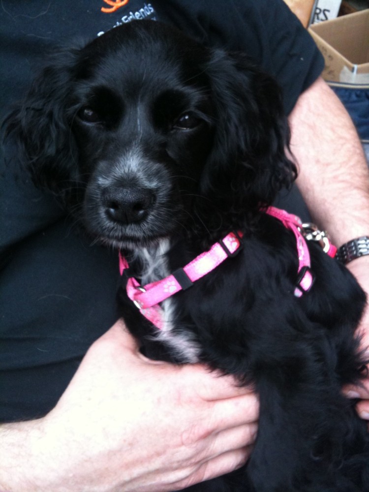 Кокер спаниель помесь