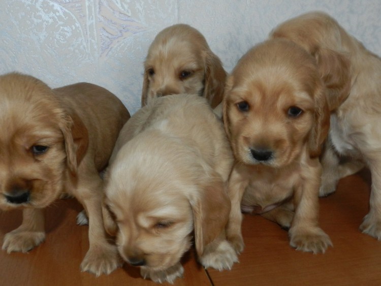 Английский кокер спаниель 1 месяц