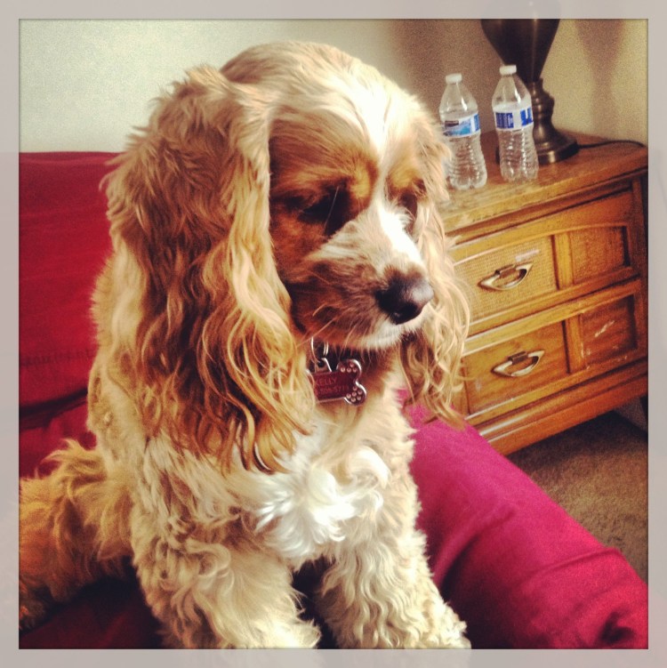 Пудель американский кокер спаниель