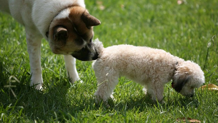 Собака вылизывается