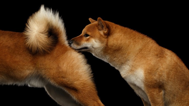 Собаки нюхаются