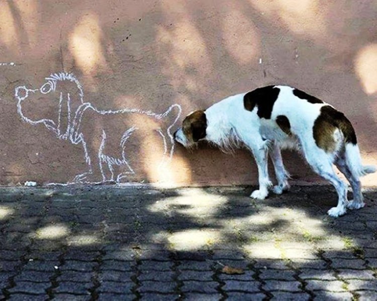 Собаки обнюхивают друг друга