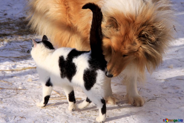 Язык запахов у животных