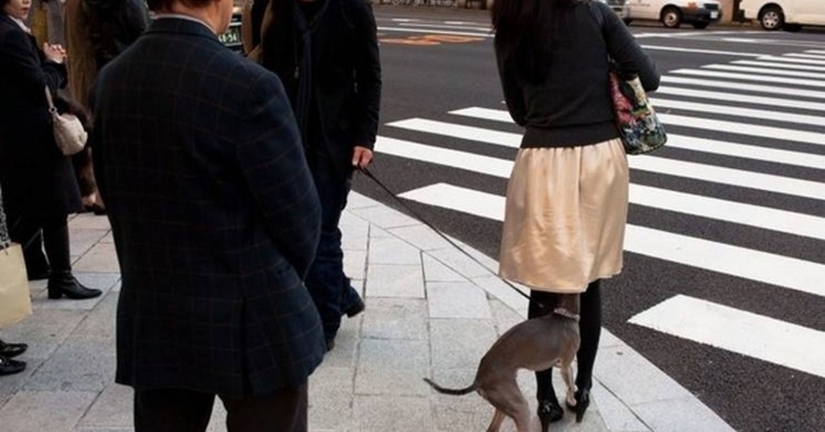 Коты с переплетенными хвостами