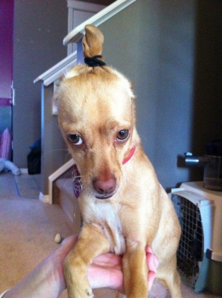 Собаки нюхают под хвостом