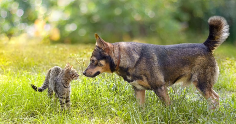 Анджелина Джоли фотосессия с конем