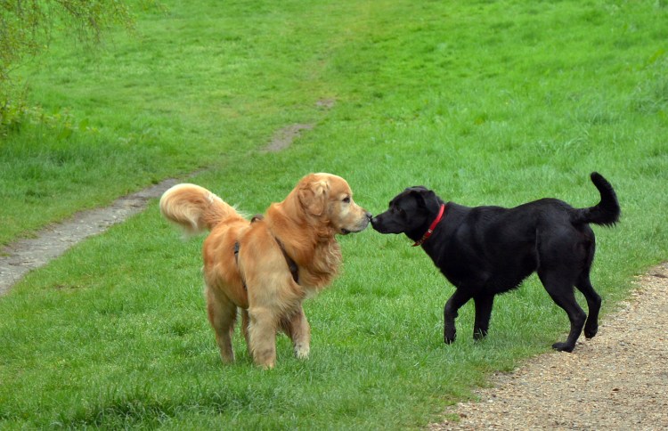 Животные шутят