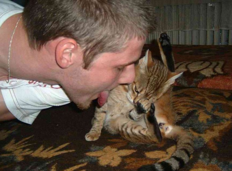 Кошки и Весна прикольные