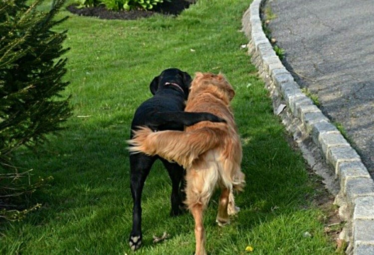 Собаки обнюхивают друг друга