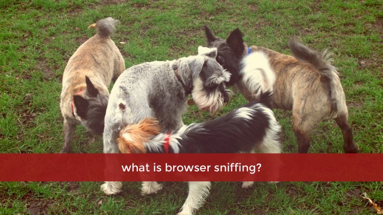 Собаки нюхают под хвостом