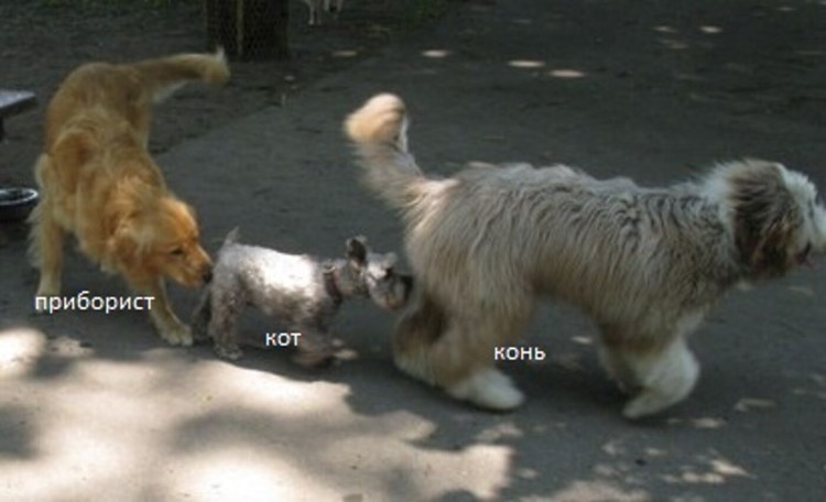 Собака лижет под хвостом