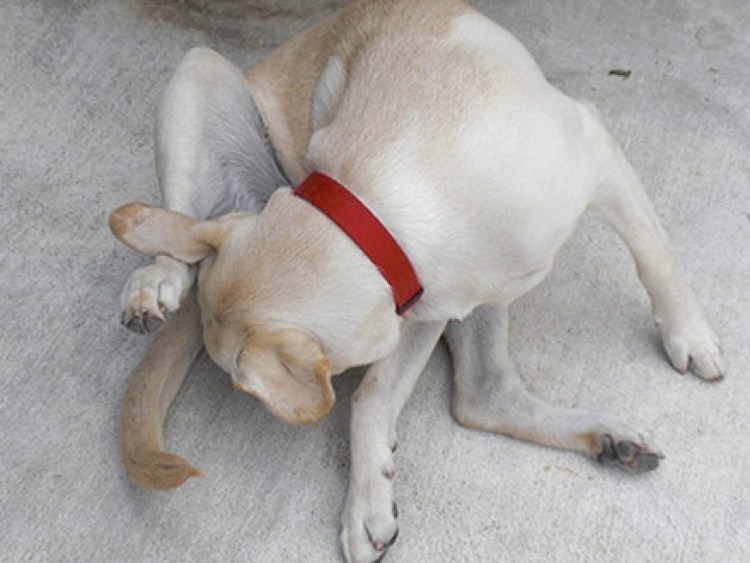 Собаки нюхают друг друга