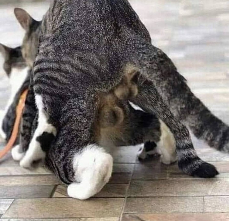 Собака нюхает дерево