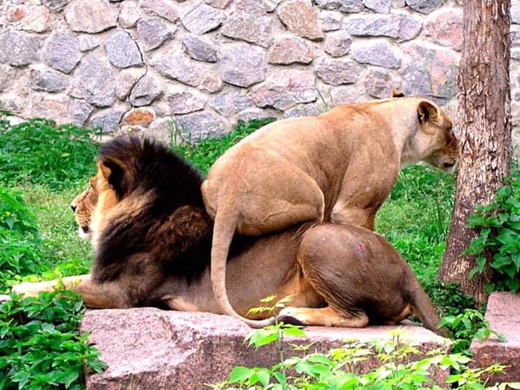 Собаки нюхают под хвостом