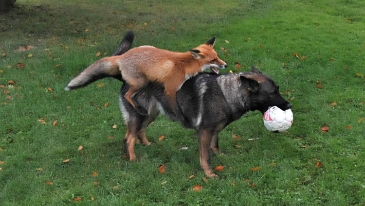 Собака заглядывает под юбку