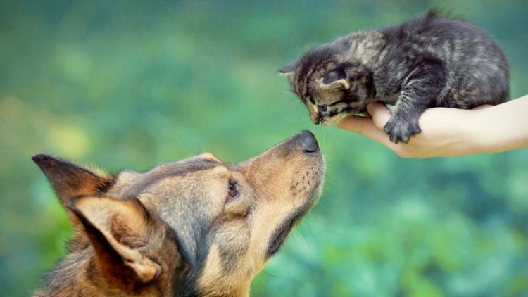 Встреча с собакой