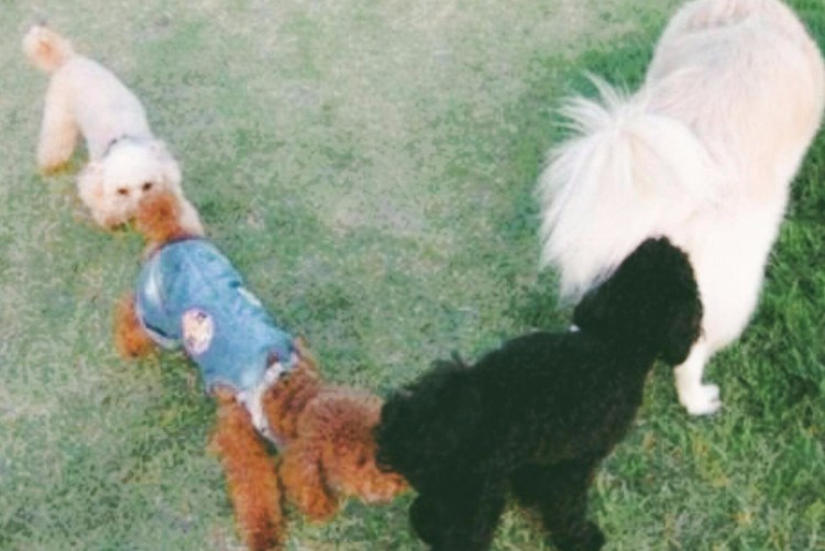 Собаки обнюхивают друг друга