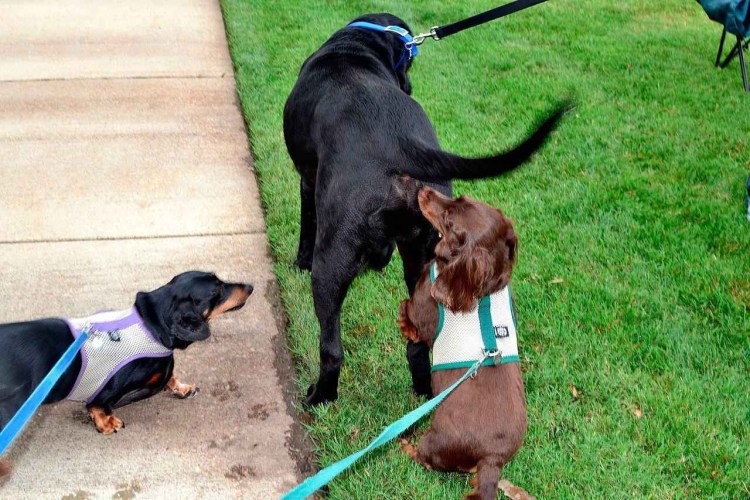 Собаки нюхают под хвостом