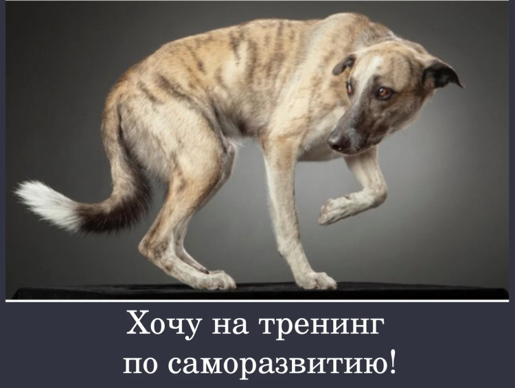 Волк близко обходя Пастуший двор