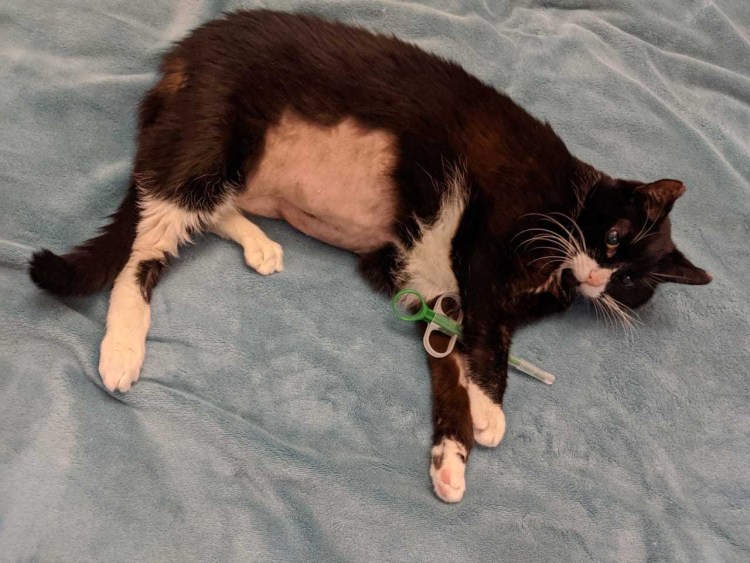 Новообразования у кошек