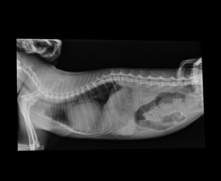 Почечная недостаточность у кота