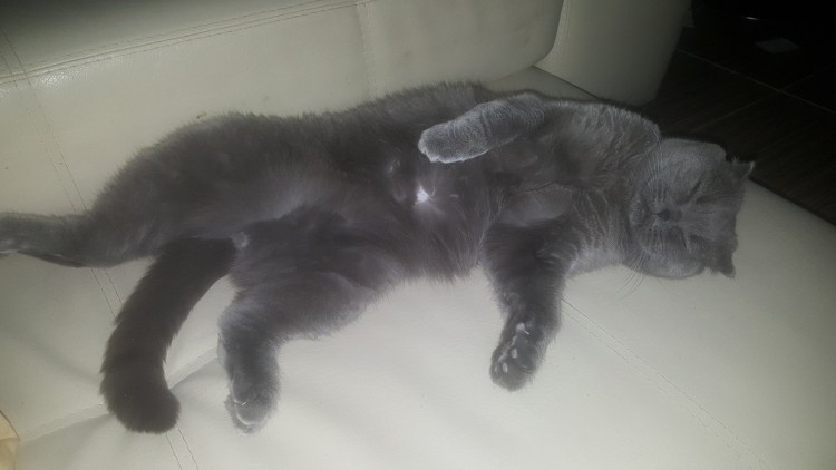 Паралич конечностей у кошек