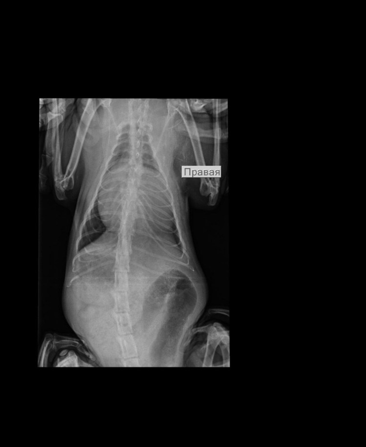 Бездомные котята