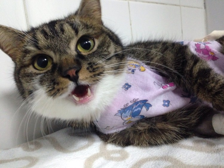 Уплотнение на животе у кошки